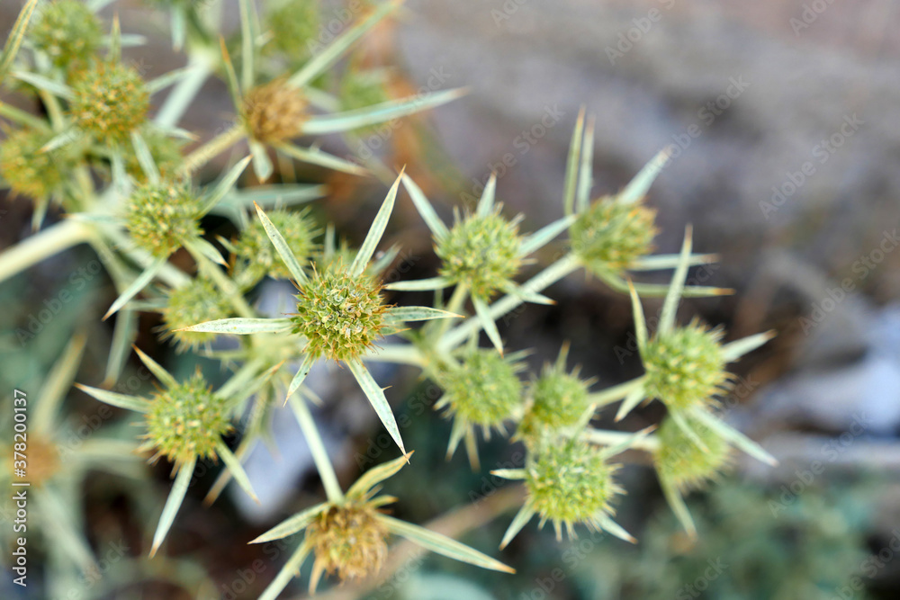 dry thorn, thorn plant, close-up thorn needles,