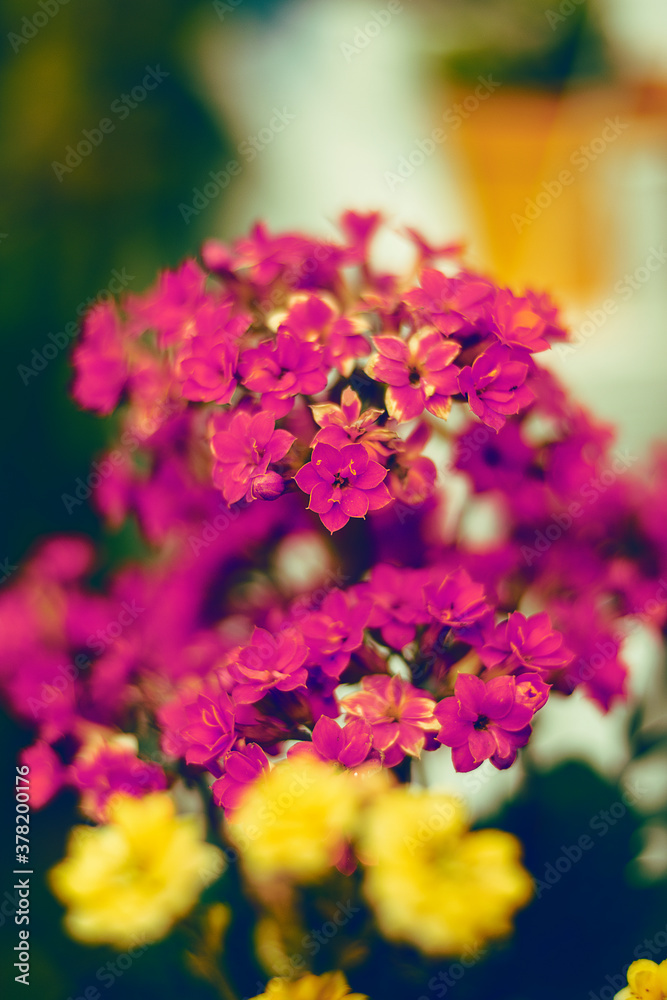 Obraz premium flowers in the garden