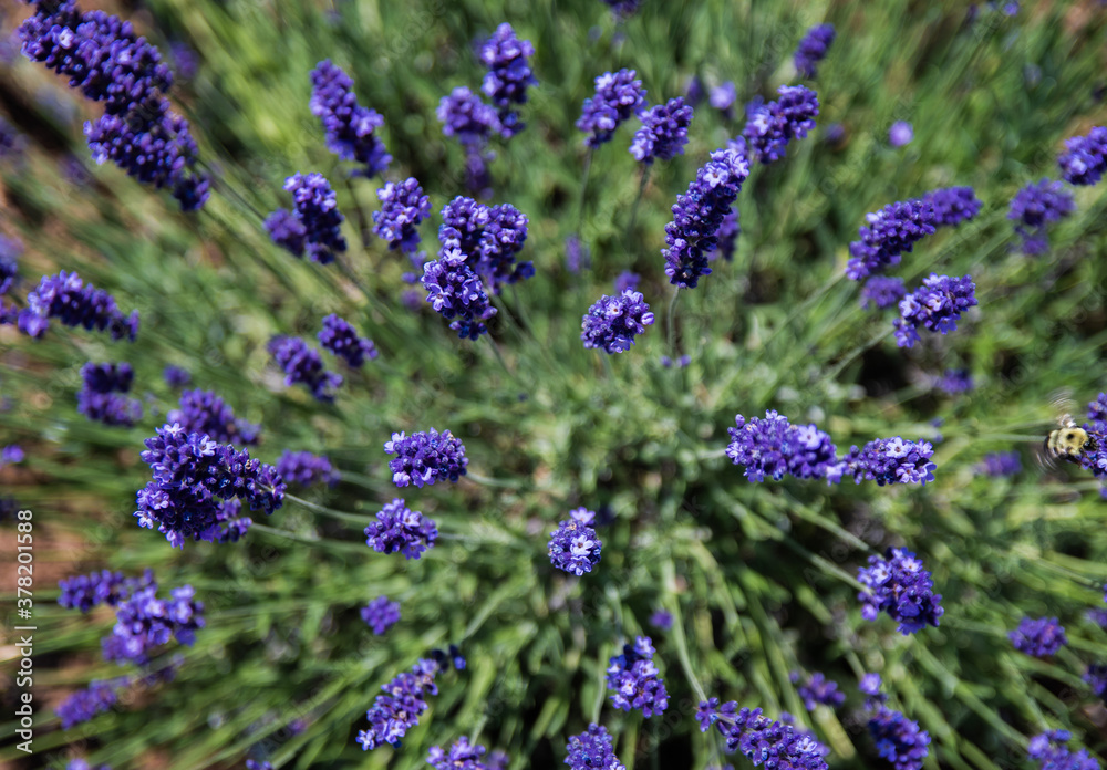 Obraz premium lavender field in region