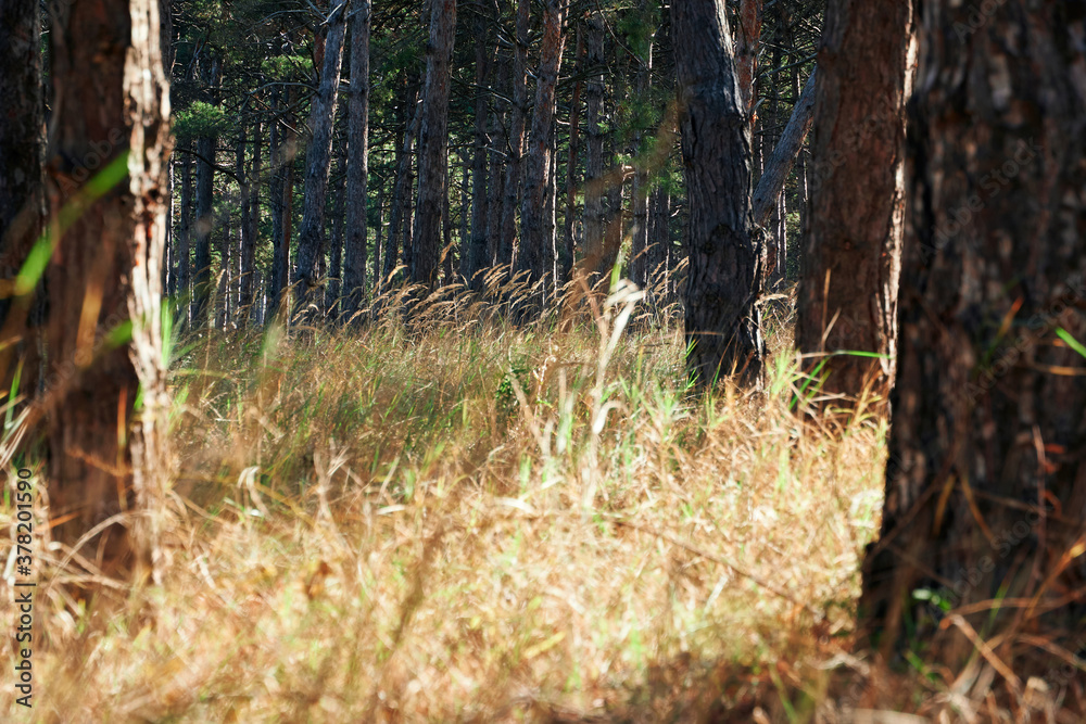 forest on a bright day - beautiful autumn landscape and wildlife forest on a bright day - beautiful autumn landscape and wildlife