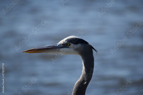 Blue Heron