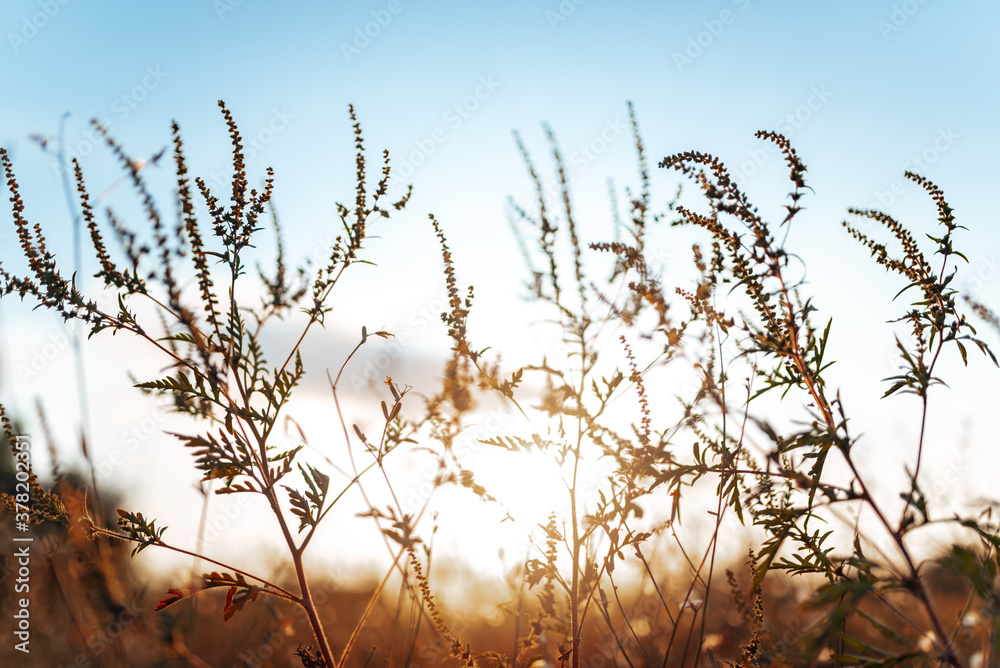 Field of common ragweed (Ambrosia artemisiifolia) Field of common ragweed (Ambrosia artemisiifolia)