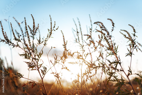Field of common ragweed (Ambrosia artemisiifolia)