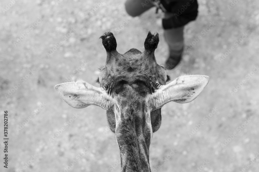 Fototapeta premium Close-up image, top view of a giraffe's head, Jerusalem, Israel.
