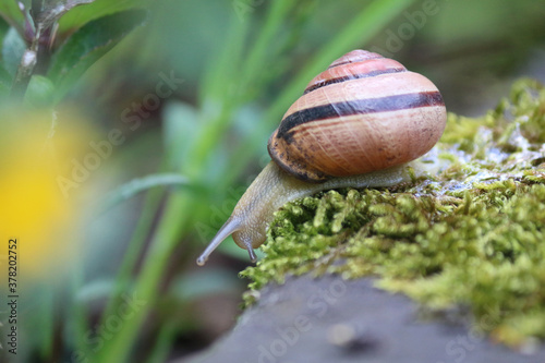 kriechende Schnecke mit Schneckenhaus