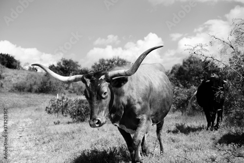 Texas longhorn cow walking through rural countryside in black and white.