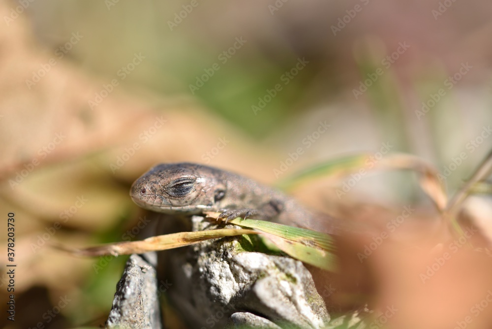 Lizard sunbathes on stone with closed eyes in an autumn mountain landscape Lizard sunbathes on stone with closed eyes in an autumn mountain landscape