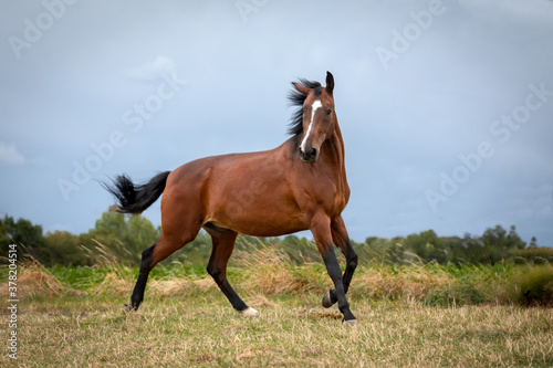Pferd tobt auf der Weide © Nadine Haase