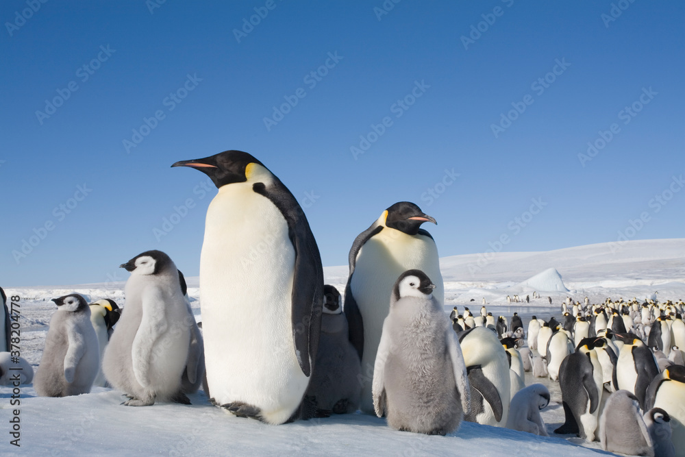 Fototapeta premium Emperor Penguins, Antarctica