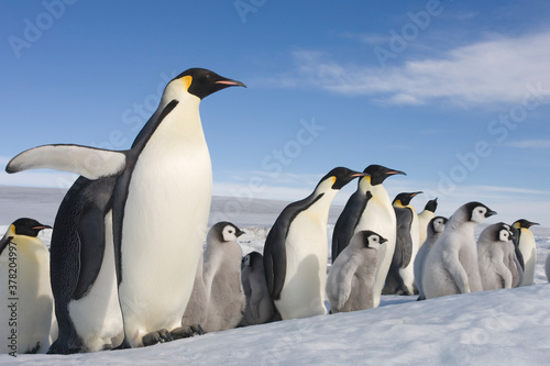 Emperor Penguins and Chicks, Antarctica