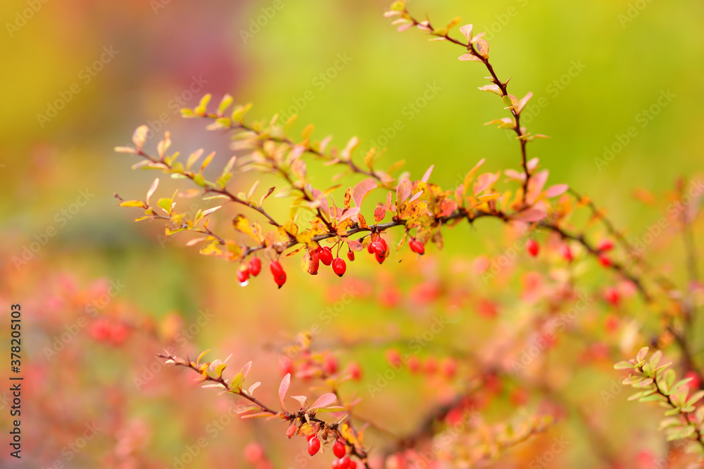 Bright red barberries on a branch on fall day. Berberis darwinii plant.