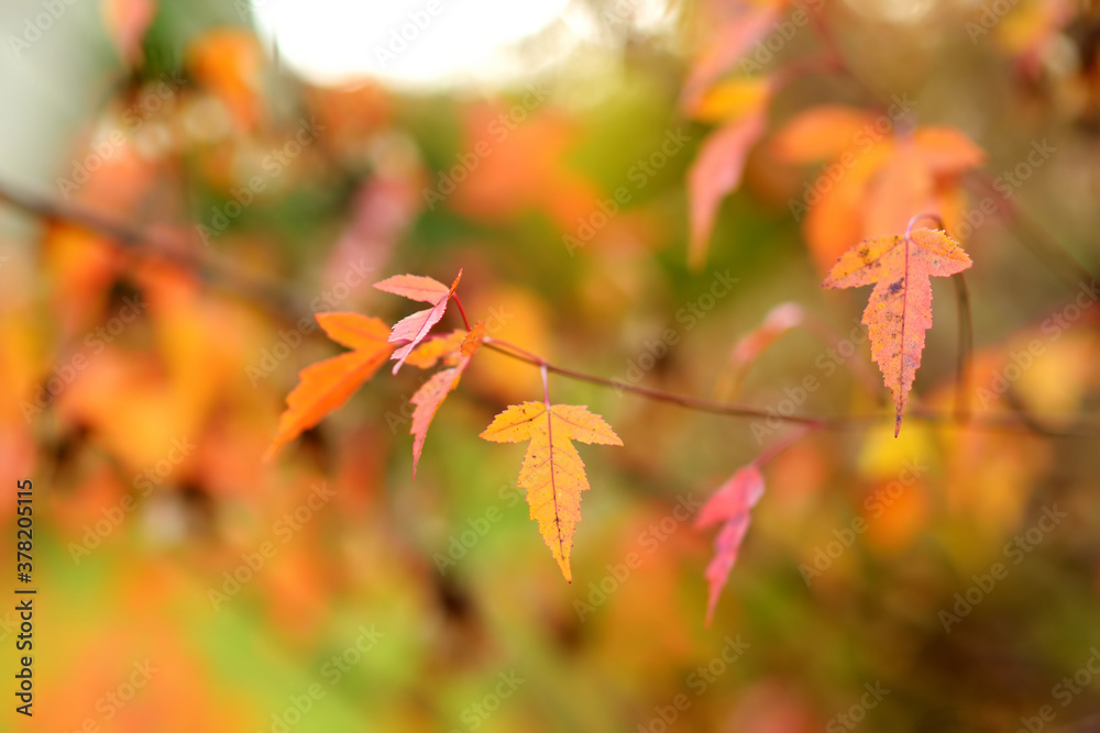 Beautiful golden japanese maple leaves on a tree branch on autumn day