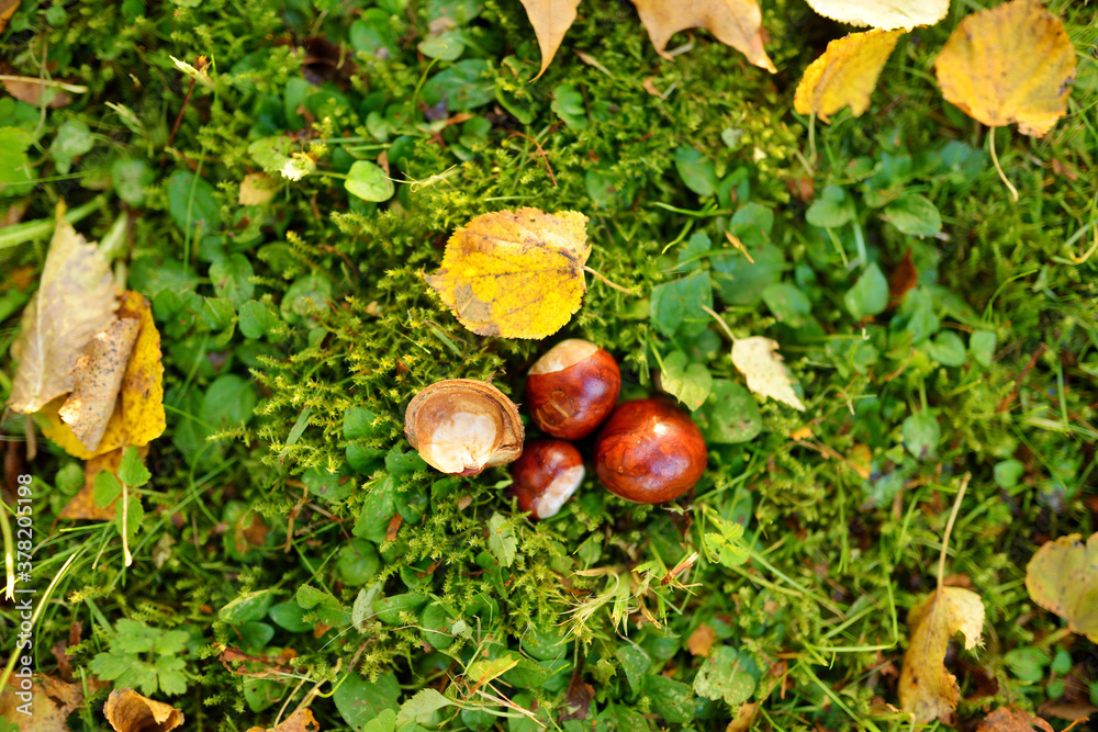 Chestnuts lying on the ground in autumn Chestnuts lying on the ground in autumn
