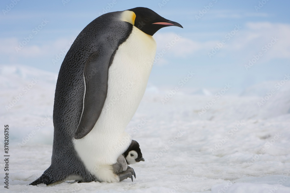 Obraz premium Emperor Penguins, Antarctica