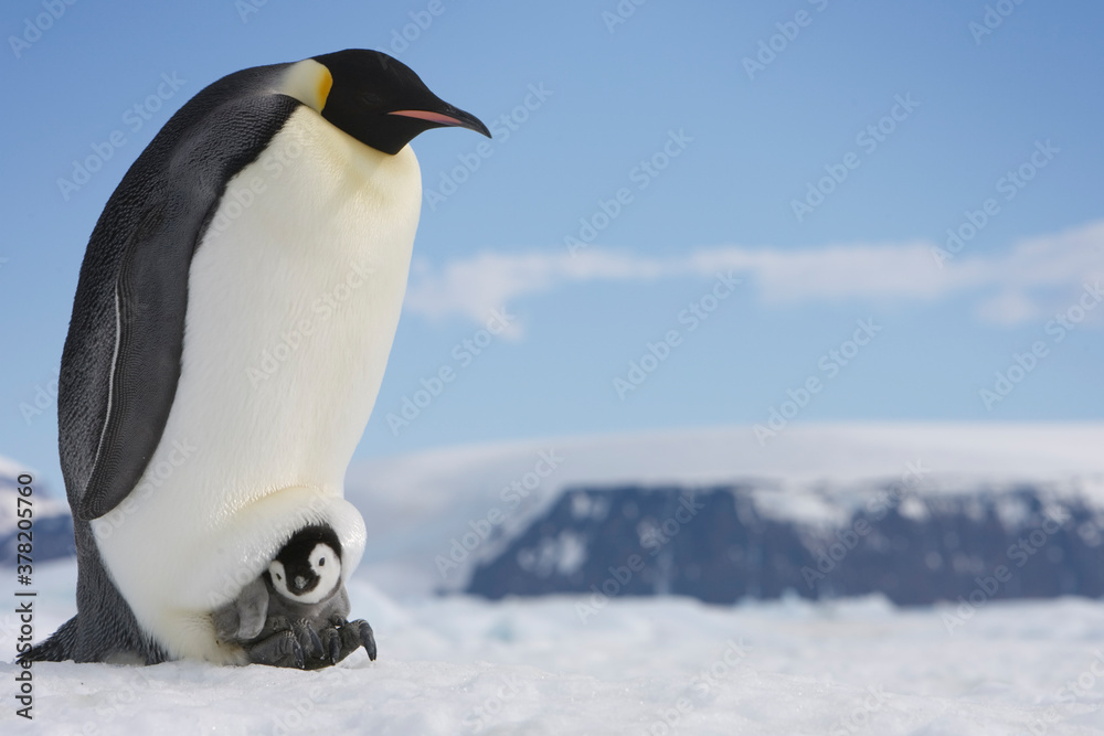 Fototapeta premium Emperor Penguins, Antarctica