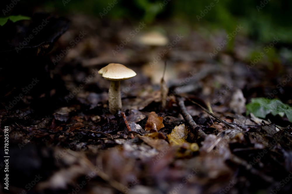 Boletus edulis, tasty mushroom in the summer forest. A welcome find for the mushroom picker. Valuable and delicious culinary ingredient Boletus edulis, tasty mushroom in the summer forest. A welcome find for the mushroom picker. Valuable and delicious culinary ingredient
