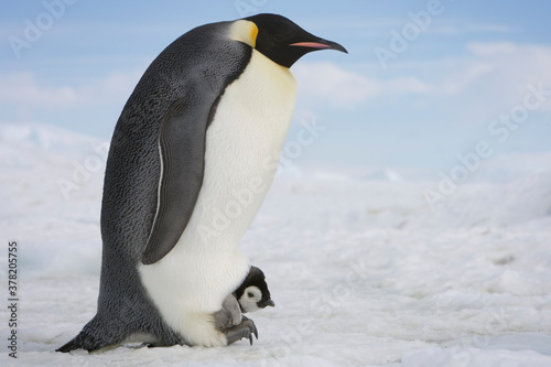 Emperor Penguins   Antarctica