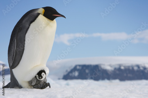 Emperor Penguins, Antarctica