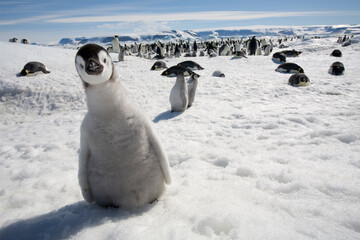 Poster Antarctica Schattig keizerpinguïnkuiken op Antarctica  © Paul