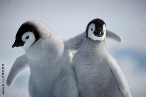 Canvas Print Emperor Penguin Chicks,  Antarctica