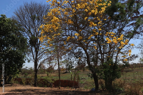 Ipê Amarelo 