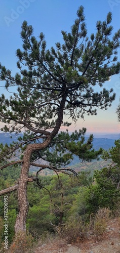 Tree on the mountain. Lonely tree in the background of mountains during sunrise