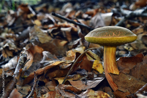 Boletus xerocomus subtomentosus