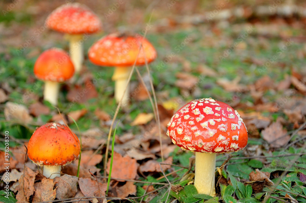 poisonous mushrooms a group of fly agarics in a meadow poisonous mushrooms a group of fly agarics in a meadow