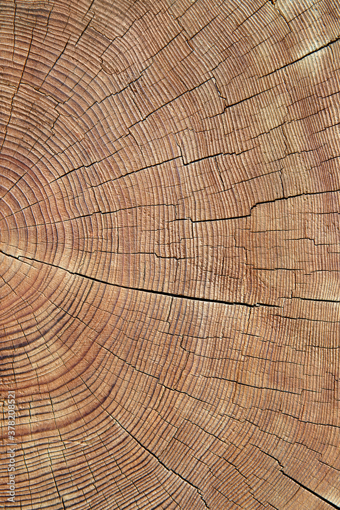 Fototapeta premium Closeup of old, worn, weathered section of wood with cracked annual growth rings pattern.