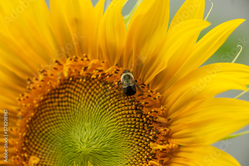 sunflower and bee