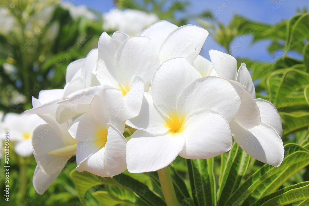 Fototapeta premium White frangipani Plumeria flowers close up.