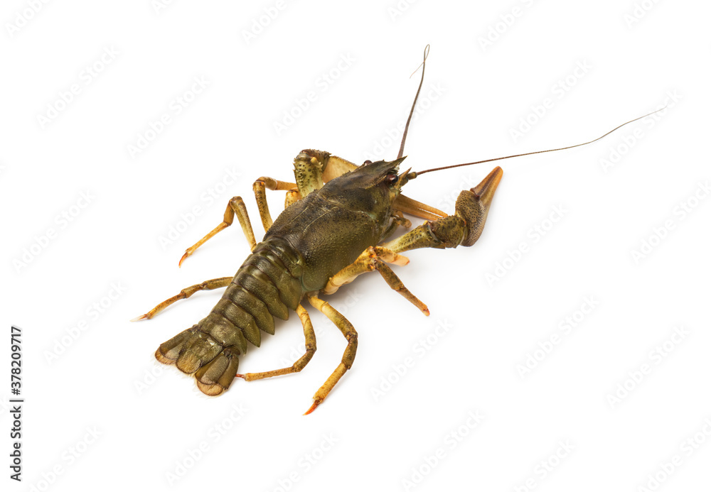 crawfish alive one isolated on white crawfish alive one isolated on white