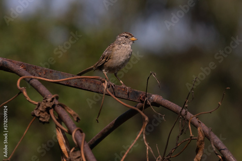 White-crowned Sparrow perched on a rusty vintage garden trellis