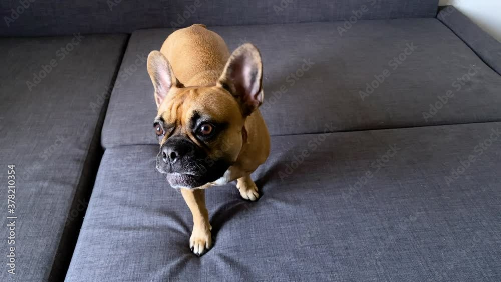 Pretty Young French Bulldog Barks And Howls Happily On A Blue Couch To Camera Stock Video Adobe Stock