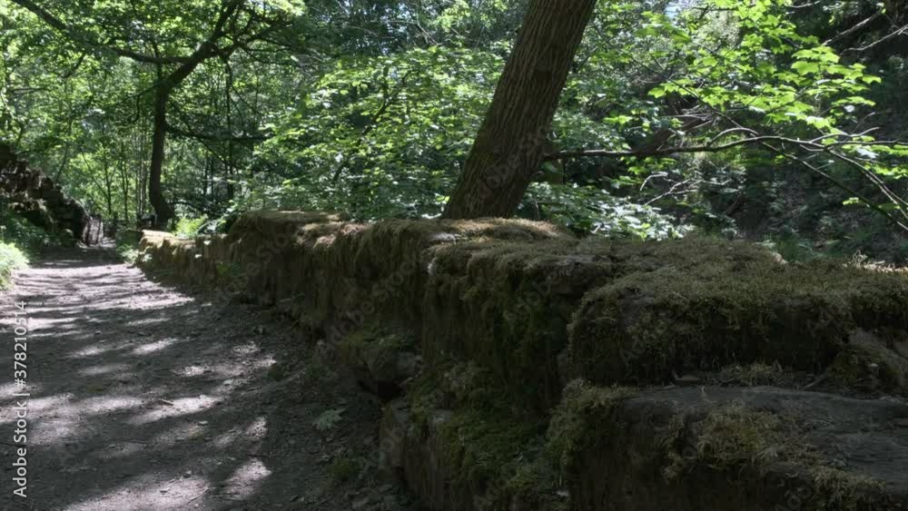 A forest and dirt track sits still except for a gentle wind that shakes the tree leaves