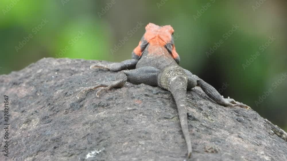 lizard chilling on rock UHD MP4 4k Video...