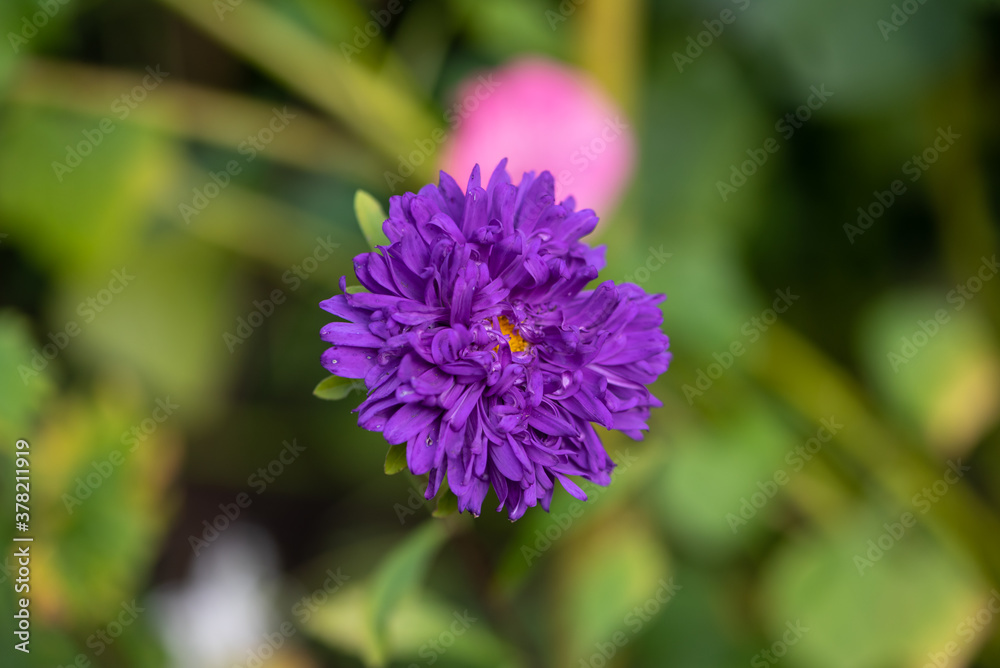 Close up of a purple flower. Beautiful violet flower in macro. Close up of a purple flower. Beautiful violet flower in macro.