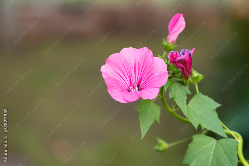 Fototapeta premium Hibiscus flower in a garden. Pink beautiful flower close up.