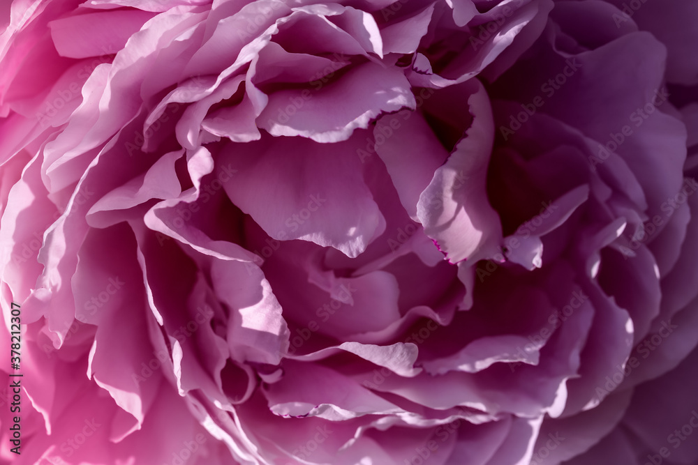 Lilac peony closeup as background texture. Macro Lilac peony closeup as background texture. Macro