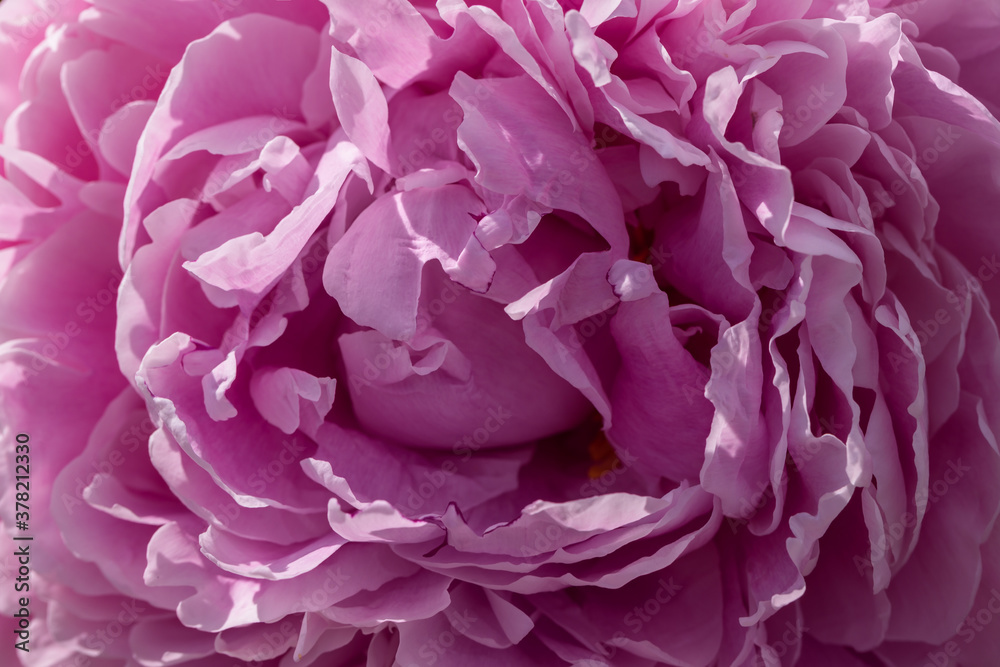 Lilac peony closeup as background texture. Macro