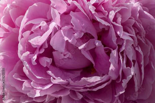 Lilac peony closeup as background texture. Macro © Arina B