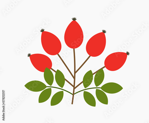 Rose hip fruits.