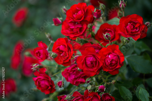 Beautiful roses bloom in the park. Selective focus