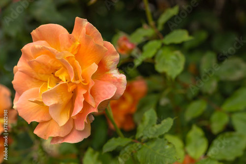 Detail of yellow orange garden rose on blurry green background. Roses for Valentine Day,Birthday,Anniversary.Background of flowers.Beautiful blooming rose close up.Spring flower selective soft focus.