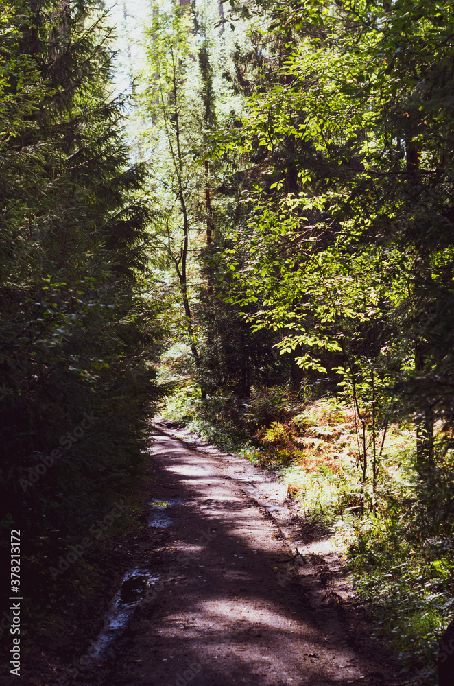 Sunny path in the autumn forest.Bright image of a wild forest. Sunny path in the autumn forest.Bright image of a wild forest.