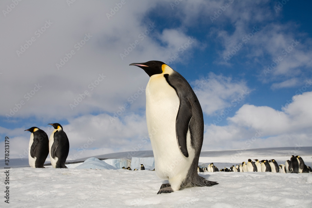 Obraz premium Emperor Penguins, Antarctica