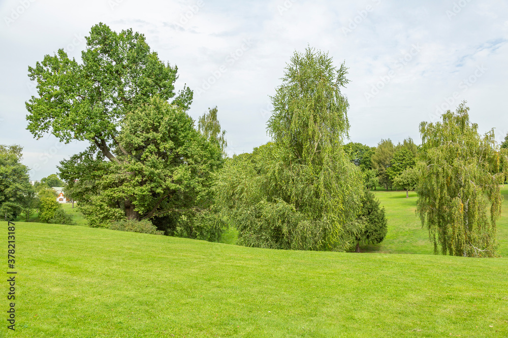 Green grass in the recreation area of the city summer park