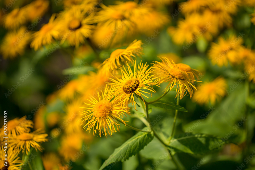 Inula helenium blooms on a summer day. Selective focus, shallow depth of field.