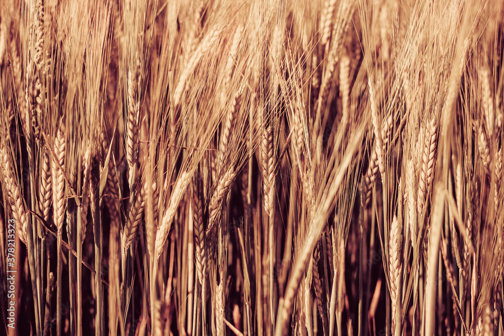 Fototapeta premium Wheat field close up. Summer countryside scenery. Beautiful nature landscape. Fresh ears of young wheat. Agriculture scene. Abstract blurred background.