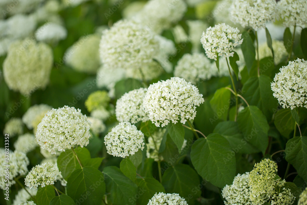 White hydrangea blooms in the park. Selective focus, shallow depth of field. White hydrangea blooms in the park. Selective focus, shallow depth of field.